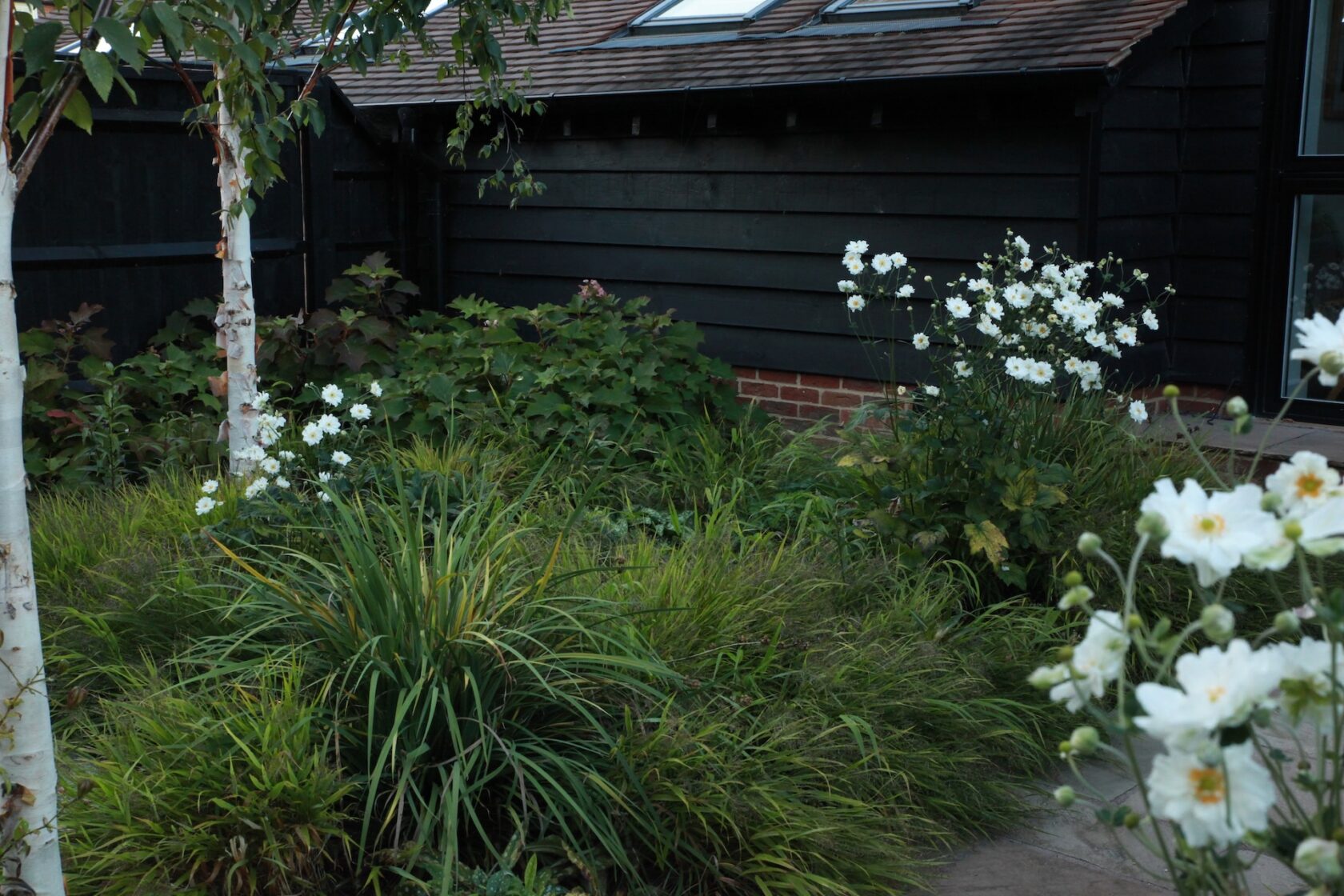 hakonechloa birch anemone
