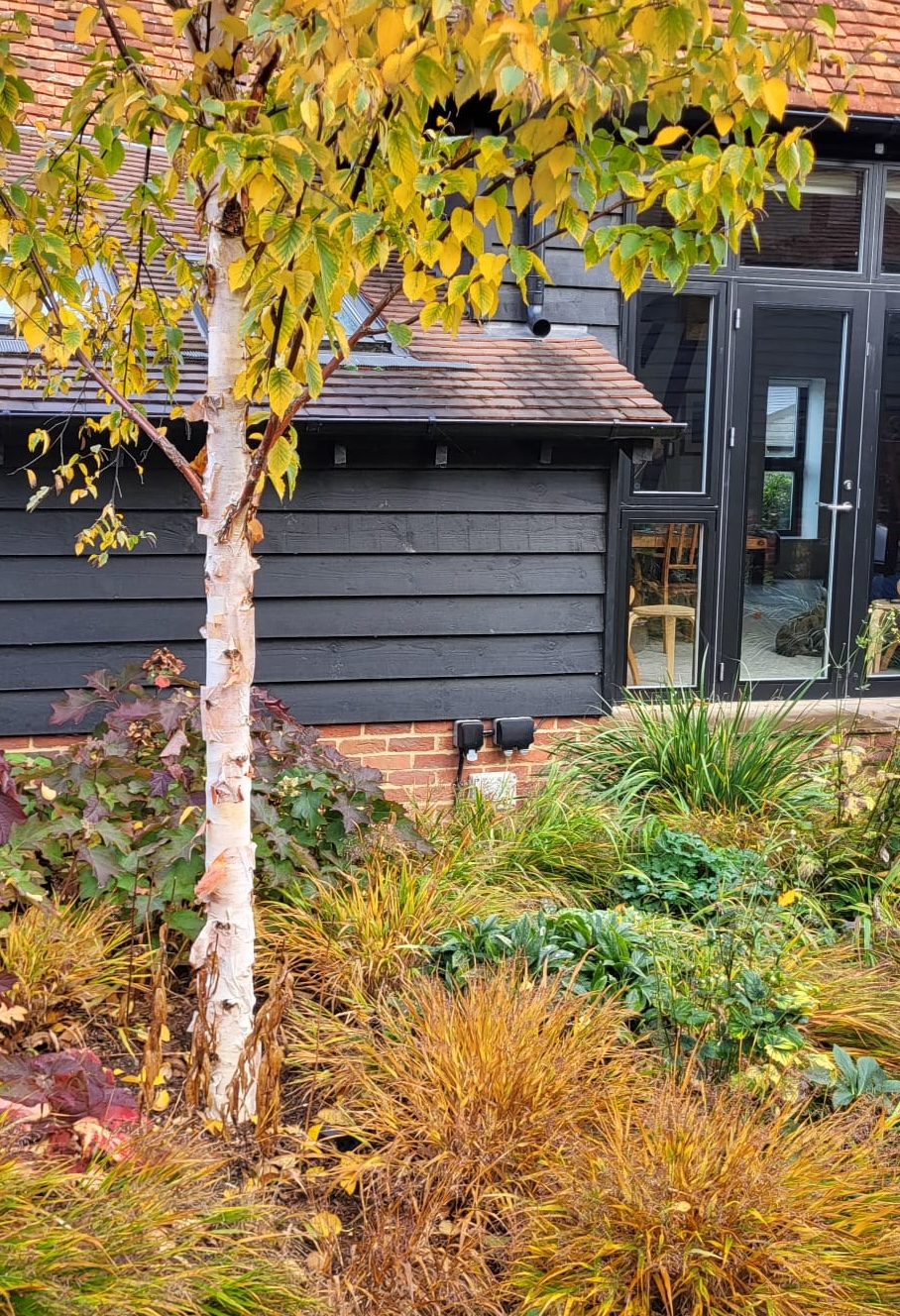 hakonechloa macra autumn