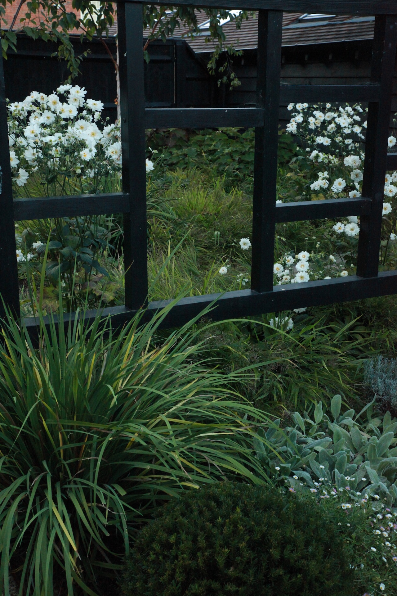 libertia hakonechloa anemone