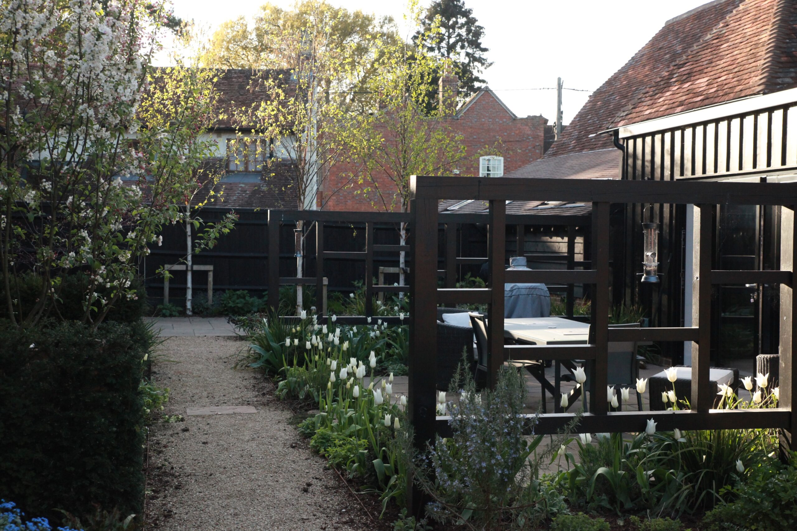 tulip white triumphator