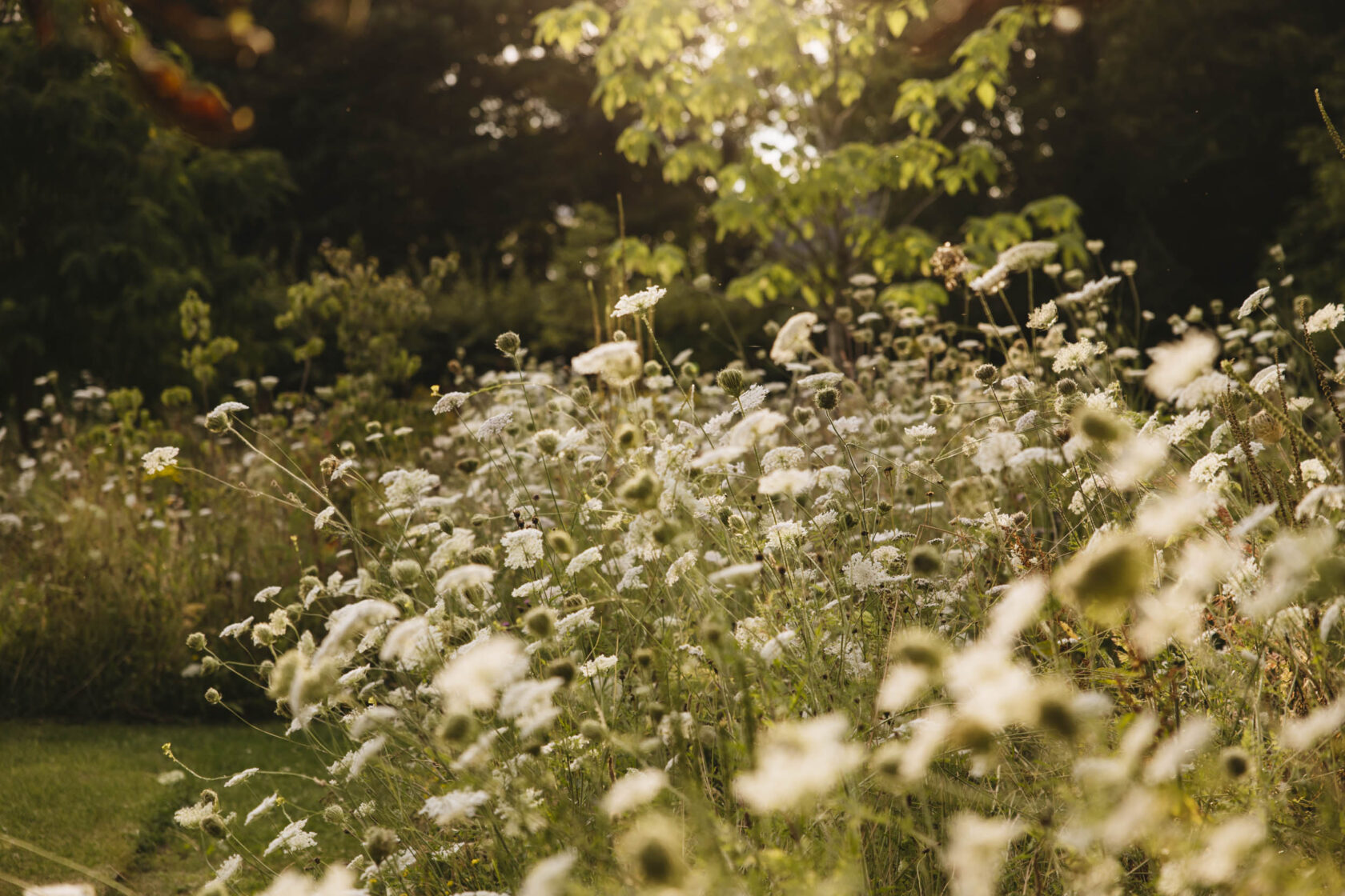 Daucus carota