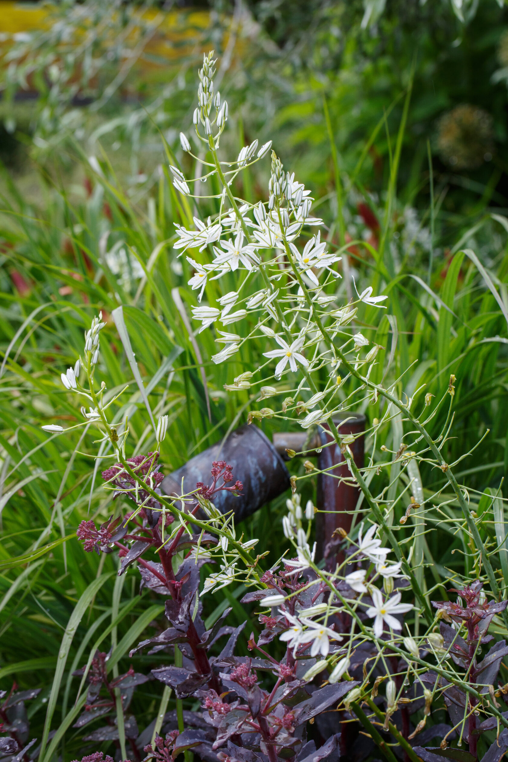 Ornithogalum ponitcum sochi