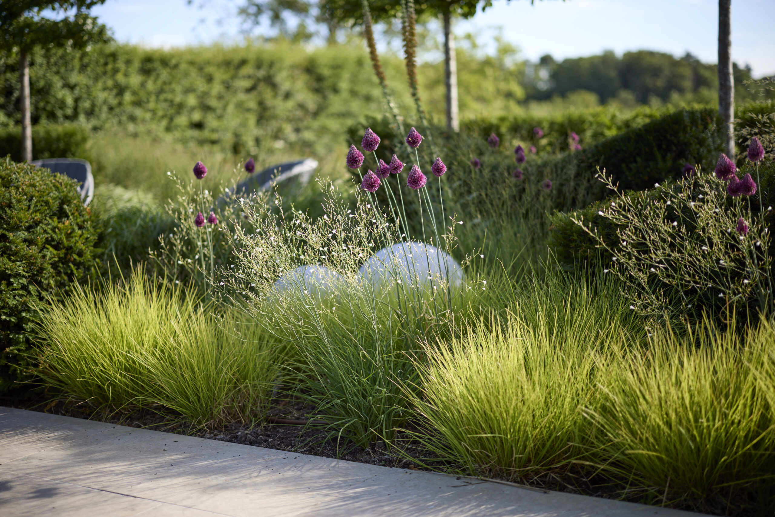 Rory-Andrews-Hatchgate-Plants_T1_6059