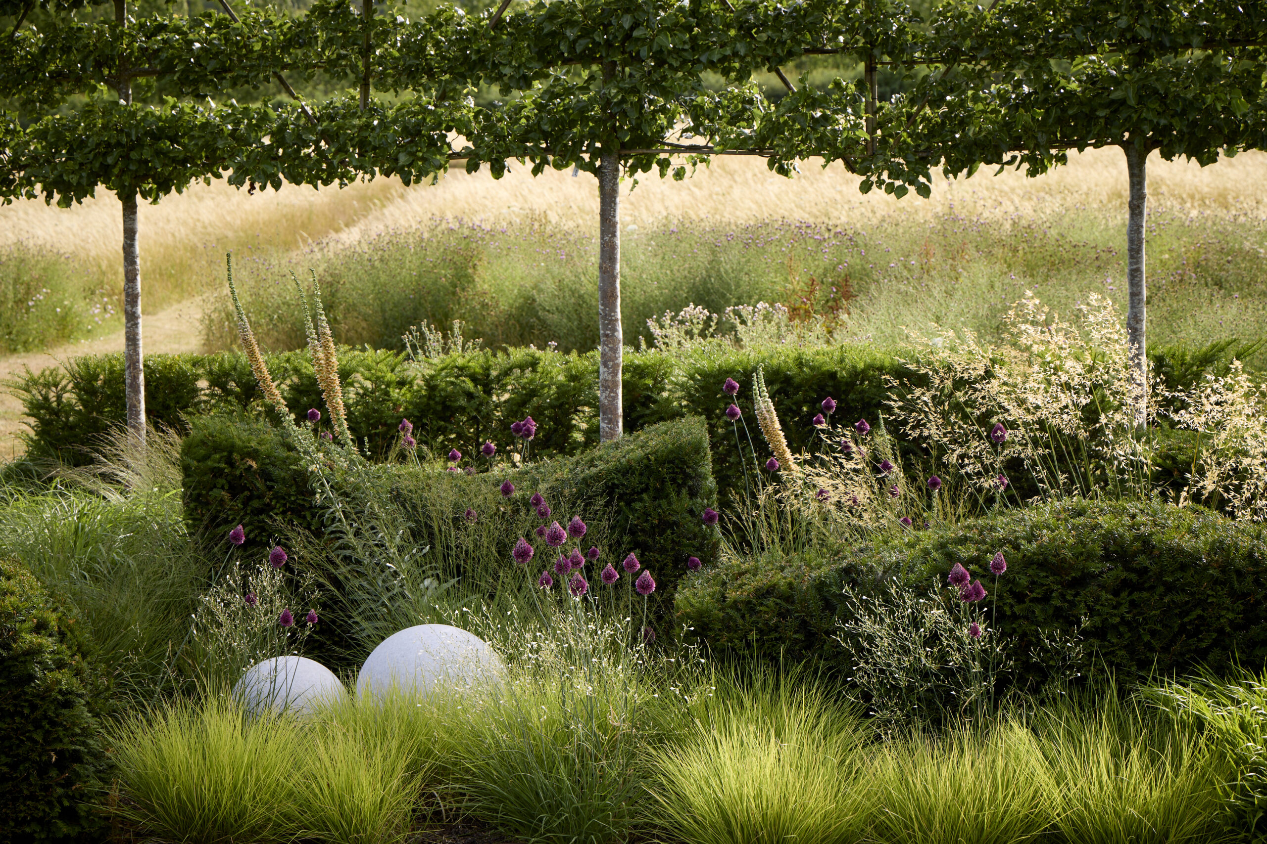 Yew topiary and meadow