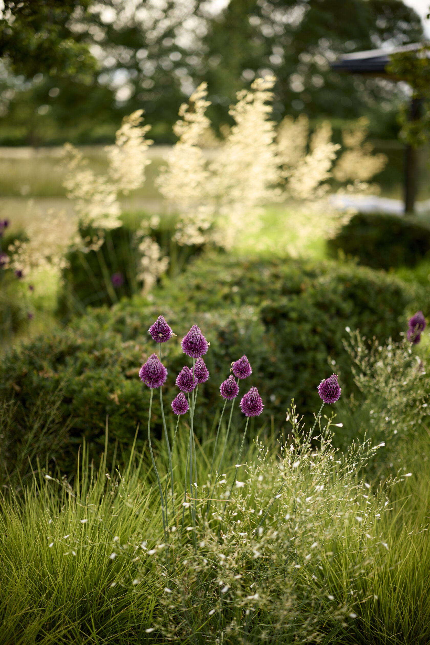 allium and anthericum