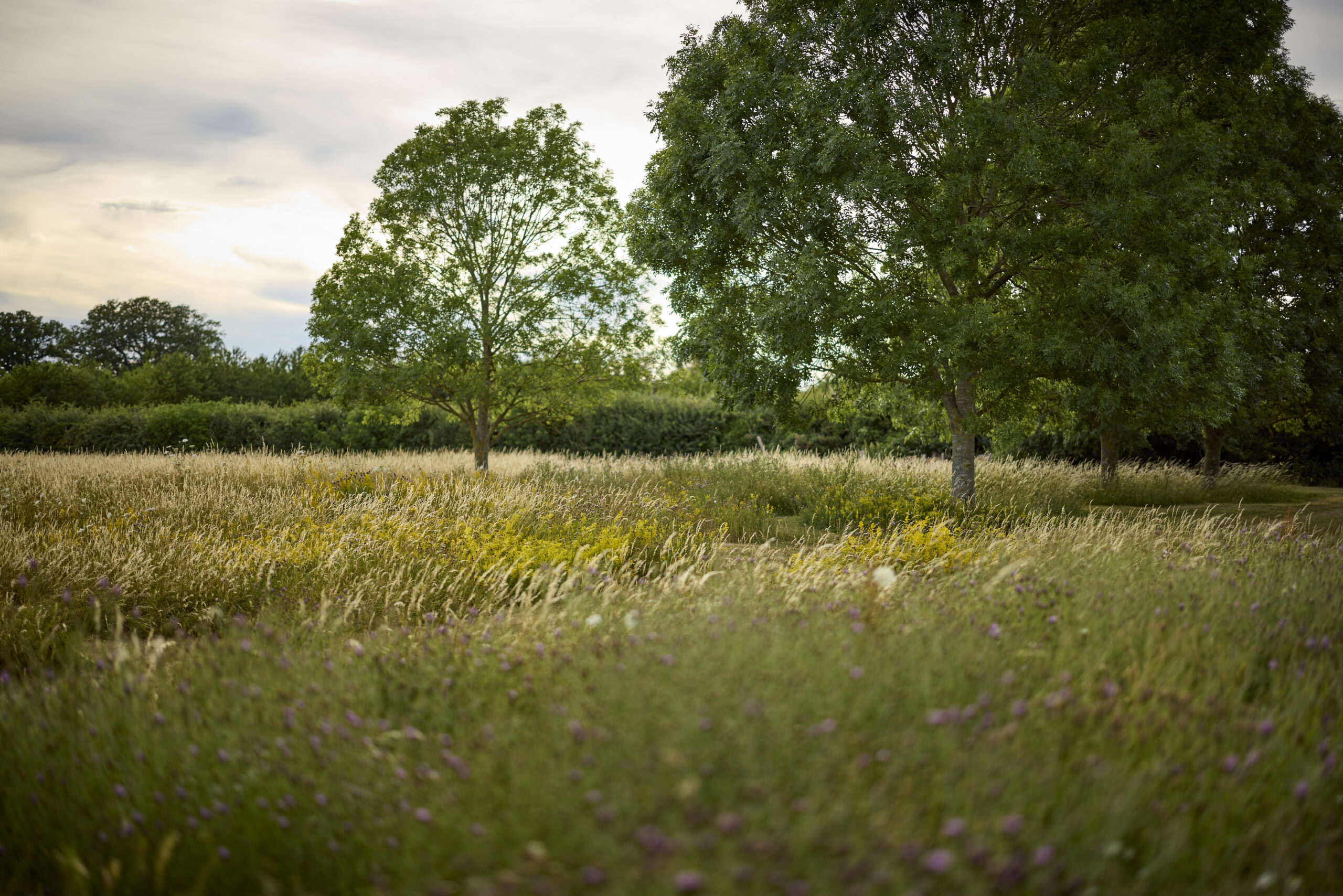 ash trees in meadow