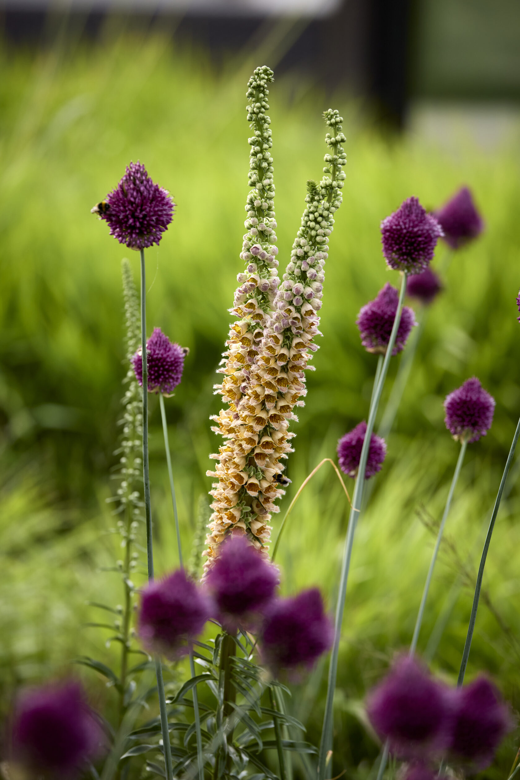 digitalis and allium