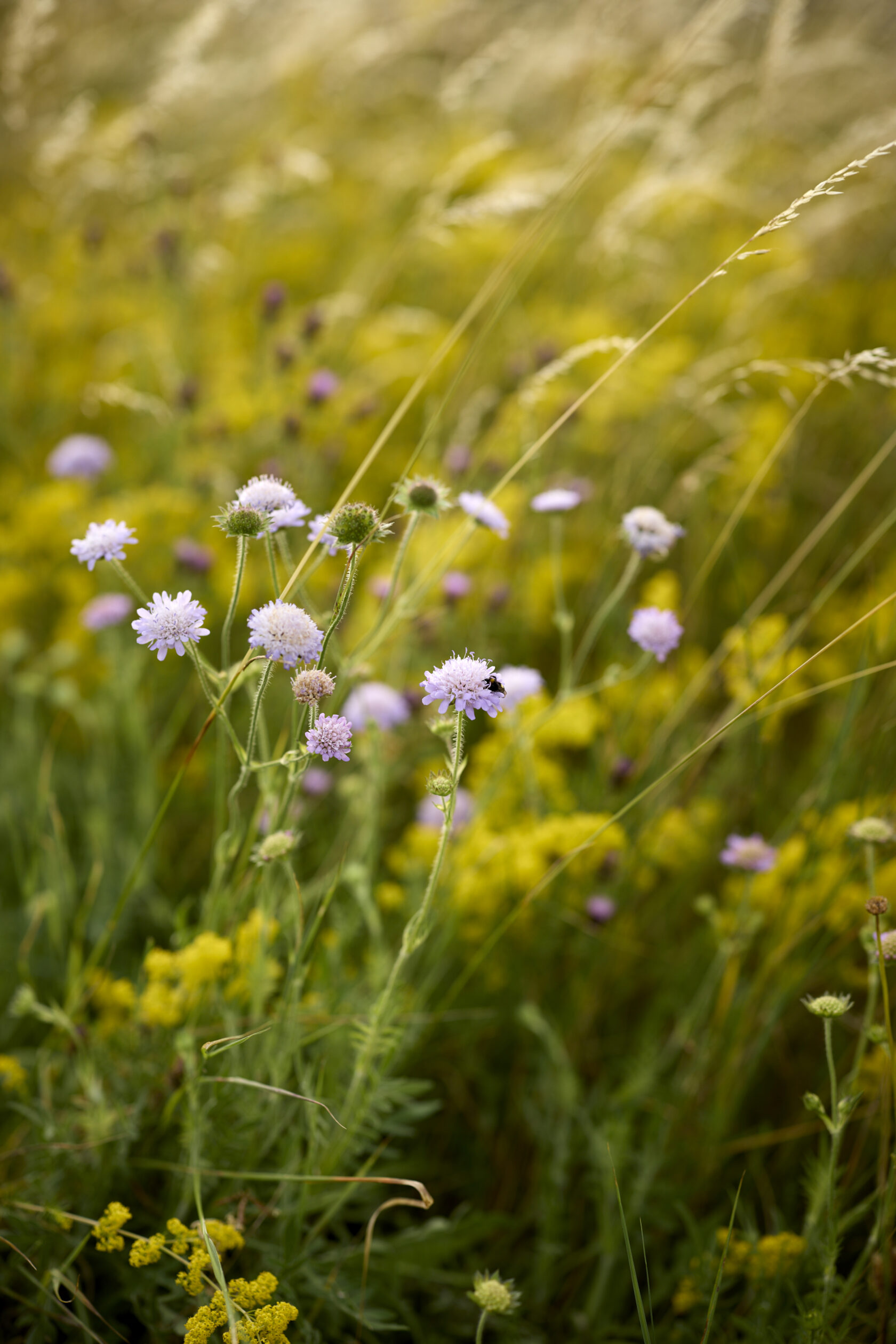 field scabious and lady’s bedstraw